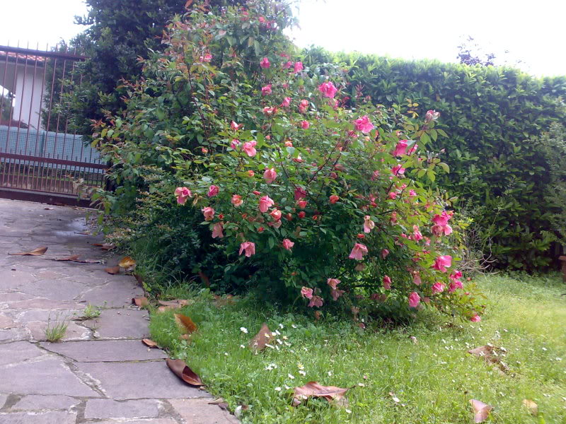 راهنمای نگهداری و پرورش گل و گیاهان زینتی - گل رز مینیاتوری